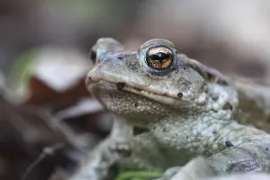 Bufo Bufo Species Drucke: Common toad