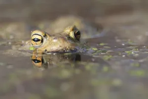 Amphibian Animal Drucke: Common toad