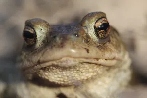European Toad Habitat Drucke: Common toad