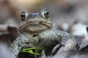 Amphibian Animal Drucke: Common toad