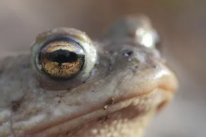 Natural Habitat Shots Drucke: Common toad