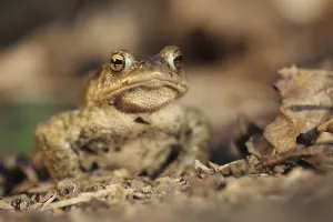Amphibian Animal Drucke: Common toad