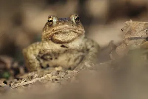 Natural Habitat Shots Drucke: Common toad