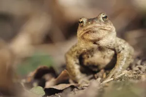 Batrachian Wildlife Drucke: Common toad