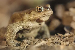 Amphibian Animal Drucke: Common toad