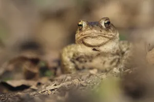Bufo Bufo Species Drucke: Common toad