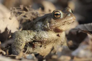 Amphibian Animal Drucke: Common toad