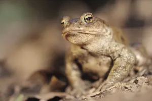 Bufo Bufo Species Drucke: Common toad