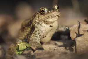 True Toads Habitat Drucke: Common toad