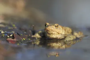 Wild Animal Photographs Drucke: Common toad