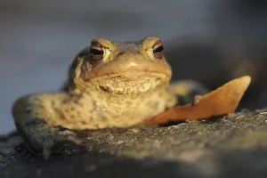 Natural Habitat Shots Drucke: Common toad