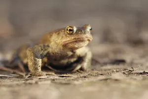 Batrachian Animal Drucke: Common toad