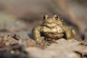 Amphibian Animal Drucke: Common toad