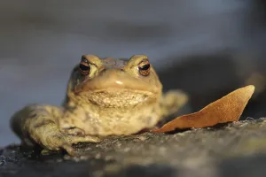 Amphibian Animal Drucke: Common toad