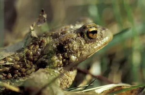 Animal Head Shots Drucke: Common toad
