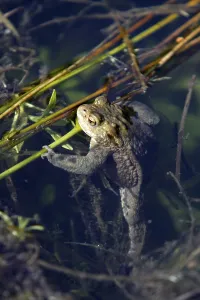 European Toad Habitat Drucke: Common toad