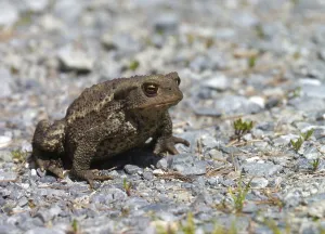 European Toad Drucke: Common toad