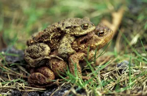 European Toad Drucke: Common toad