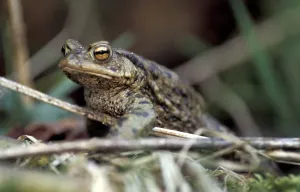 True Toad Behavior Drucke: Common toad