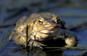 Animal Head Portraits Drucke: Common toad