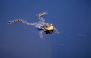 Amphibian Animal Drucke: Common toad