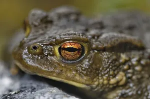 Wild Animal Head Shot Photo Drucke: Common toad (Bufo b. bufo)