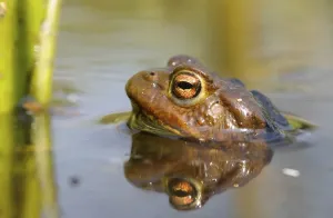 Common Toad Habitat Drucke: Common toad (Bufo bufo)