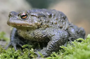 Common Toad Images Drucke: Common toad (Bufo bufo)