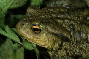 Animal Portrait Nature Drucke: Common Toad, Bufo bufo