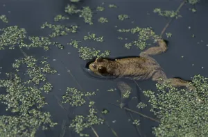 Uninhabited Terrain Drucke: Common toad (Bufo bufo)