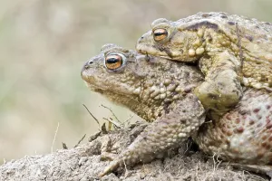 Amphibian Courtship Display Drucke: Common toad (Bufo bufo)