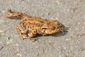 Amphibian Mating Season Drucke: Common toad (Bufo bufo)