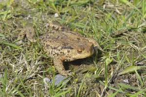 Animal Behaviour Wildlife Drucke: Common toad (Bufo bufo)