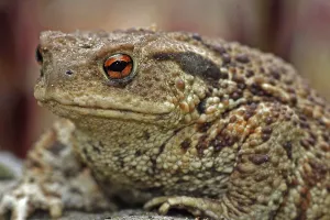 Bufo Bufo Species Drucke: Common toad (Bufo bufo)