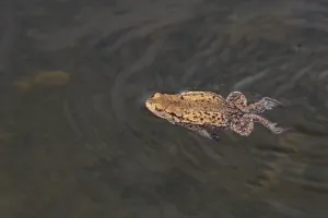 Bufo Bufo Species Drucke: Common toad (Bufo bufo)
