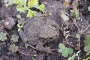 Camouflaged Amphibian Drucke: Common toad (Bufo bufo)