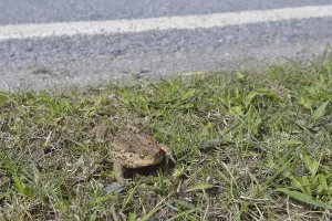 Animal Reproduction Behavior Drucke: Common toad (Bufo bufo)
