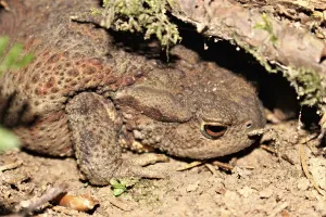 Batrachian Images Drucke: Common toad (Bufo bufo)