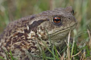 Bufo Bufo Species Drucke: Common toad (Bufo bufo)