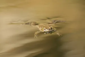 Water Body Landscapes Drucke: Common toad (Bufo Bufo)