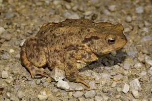 Amphibians In Wild Drucke: Common toad (Bufo bufo)