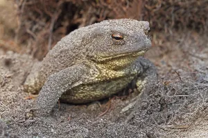 Deciduous Forests Drucke: Common toad (Bufo bufo)