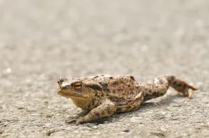 Amphibian Mating Drucke: Common toad (Bufo bufo)