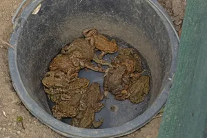 True Toads Habitat Drucke: Common toad (Bufo bufo)