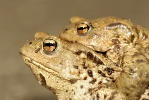 Wild Animals In Springtime Drucke: Common toad (Bufo bufo)