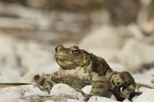 Batrachian Wildlife Drucke: Common toad (Bufo bufo)