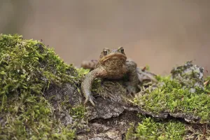 European Toad Images Drucke: Common toad (Bufo bufo)
