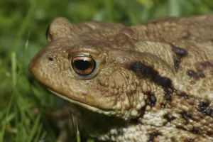 True Toad Images Drucke: Common toad (Bufo bufo)