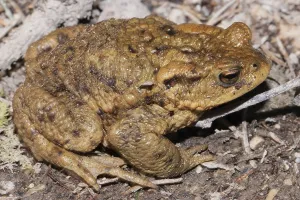 Amphibians In Wild Drucke: Common toad (Bufo bufo)