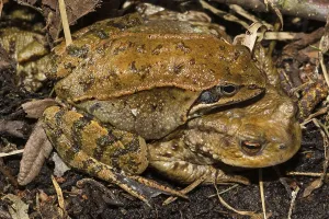 Batrachian Mating Season Drucke: Common toad (Bufo bufo)